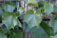 Feuilles de vigne grimpant sur une clôture métallique.