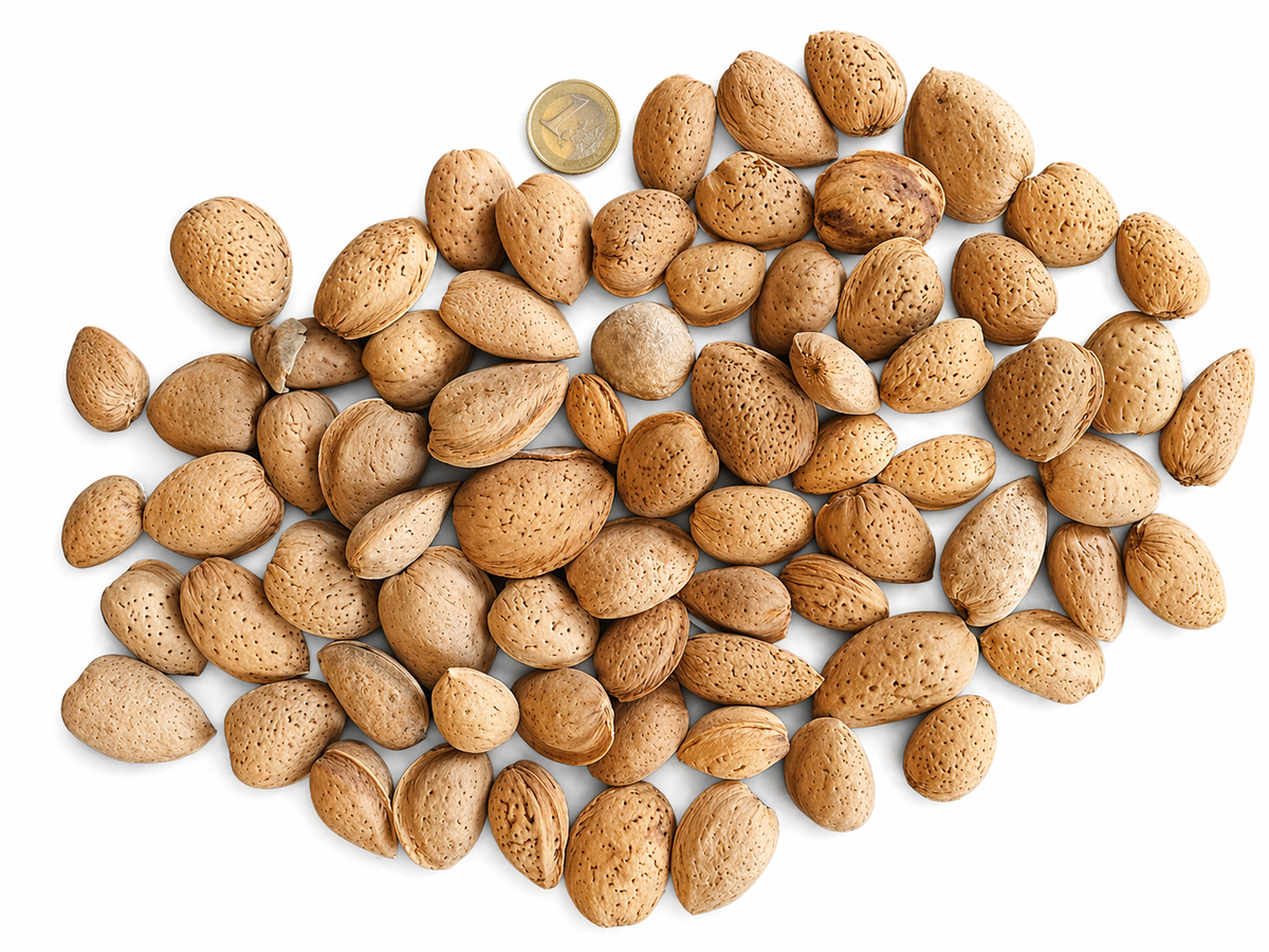 Vue de dessus d'un tas d'amandes entières dans leur coque brune sur un fond blanc, avec une pièce de 1 euro placée au sommet pour donner l'échelle.