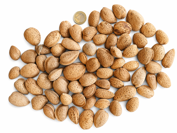 Vue de dessus d'un tas d'amandes entières dans leur coque brune sur un fond blanc, avec une pièce de 1 euro placée au sommet pour donner l'échelle.