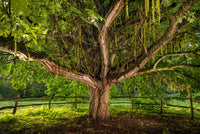 Photographie d'un noyer majestueux de plus de 200 ans dans une prairie.