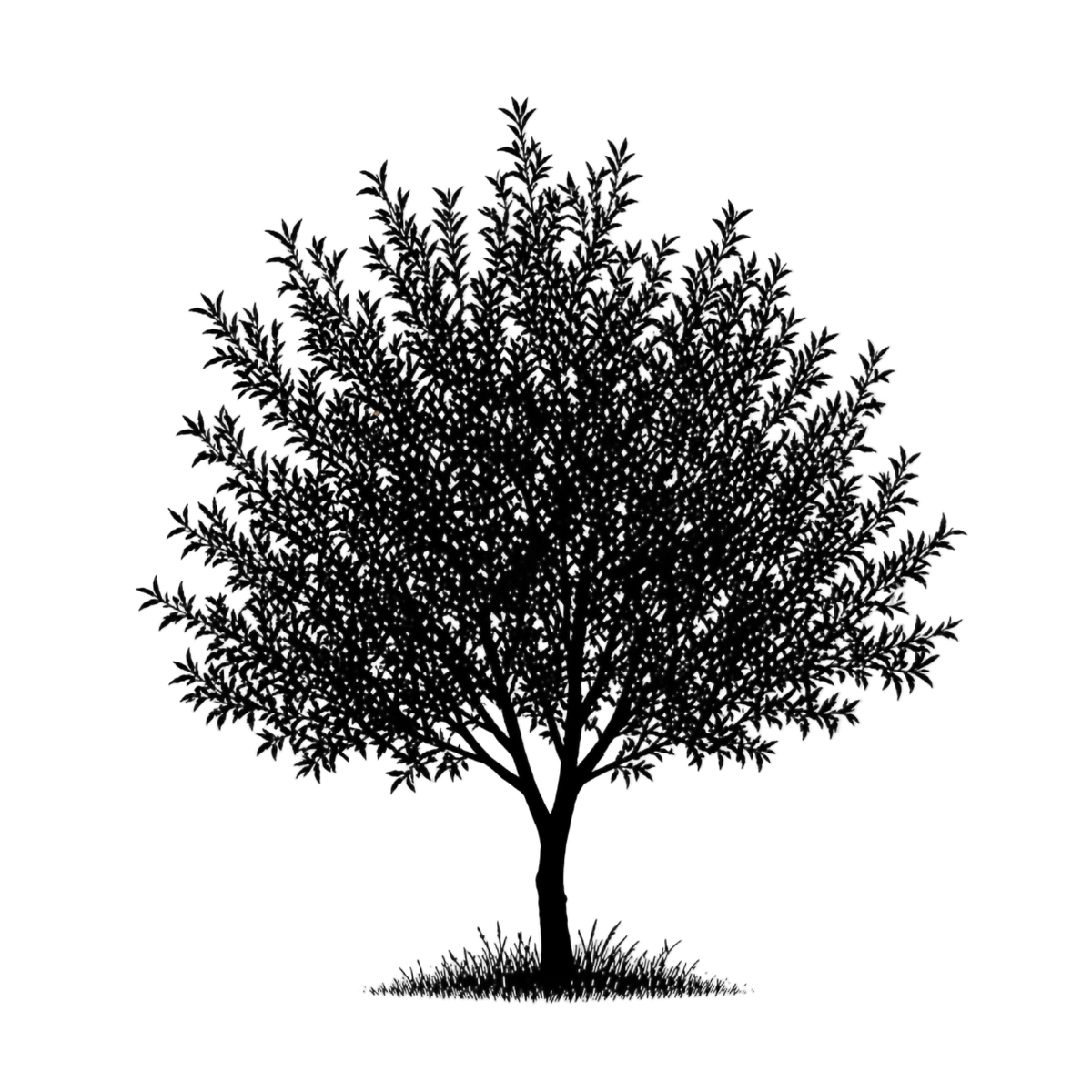 Silhouette noire d'un amandier, prunus dulcis, illustrant la forme adulte de cette espèce
