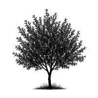 Silhouette noire d'un amandier, prunus dulcis, illustrant la forme adulte de cette espèce