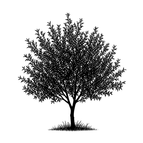 Silhouette noire d'un amandier, prunus dulcis, illustrant la forme adulte de cette espèce