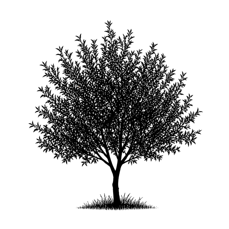 Silhouette noire d'un amandier, prunus dulcis, illustrant la forme adulte de cette espèce