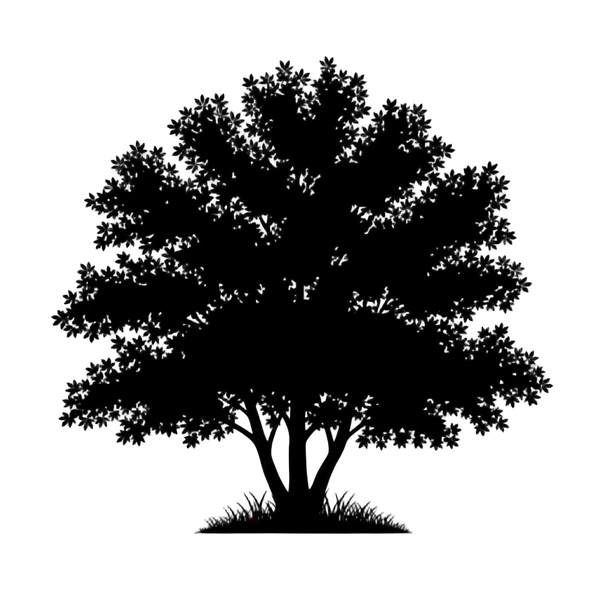 Silhouette noire d'un chataigner, Castanea sativa, illustrant la forme adulte de cette espèce