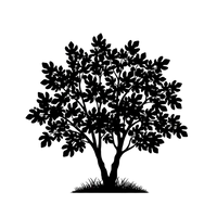 Silhouette noire d'un figuier, ficus carica, variété madeleine des deux saisons, appelé également angélique, figuier d'or, early lemon et illustrant la forme adulte de cette espèce