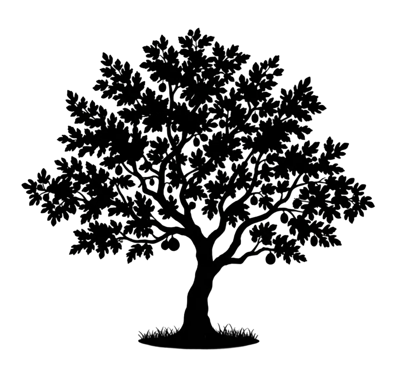 Silhouette noire d'un figuier, ficus carica, variété Desert King illustrant la forme adulte de cette espèce