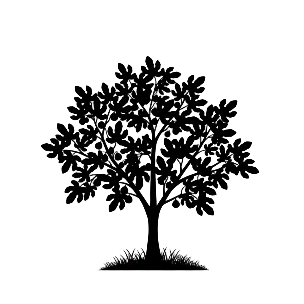 Silhouette noire d'un figuier, ficus carica, variété sultane appelé aussi grosse de juillet ou bellone illustrant la forme adulte de cette espèce