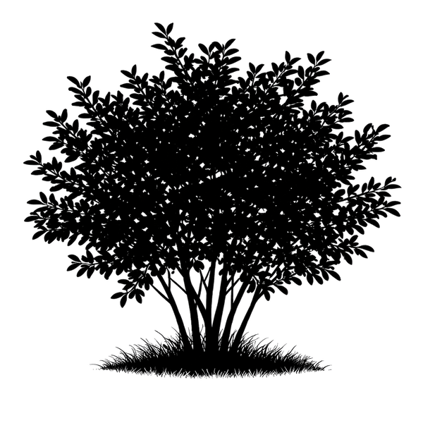 Silhouette noire d'un goyavier du Brésil, Acca sellowiana, illustrant la forme adulte de cette espèce
