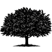 Silhouette noire d'un murier, morus, variété labanese heart illustrant la forme adulte de cette espèce