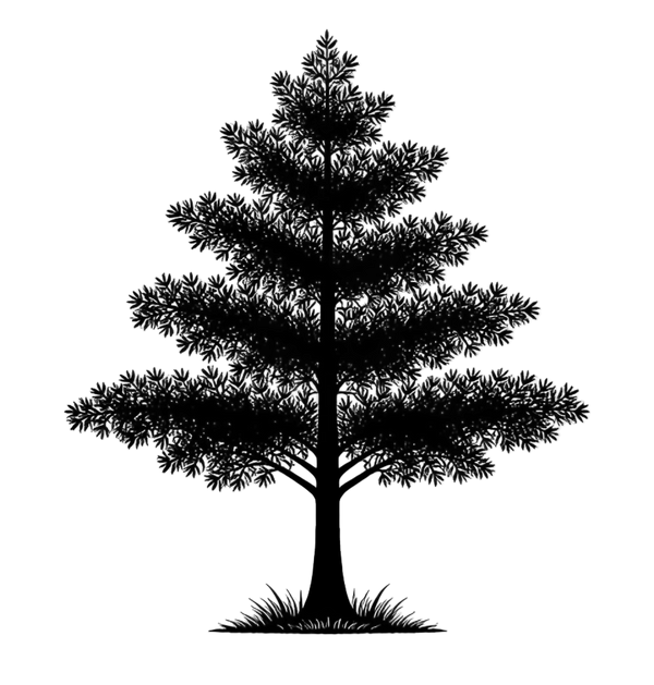 Silhouette noire d'un muscadier, torreya grandis, illustrant la forme adulte de cette espèce