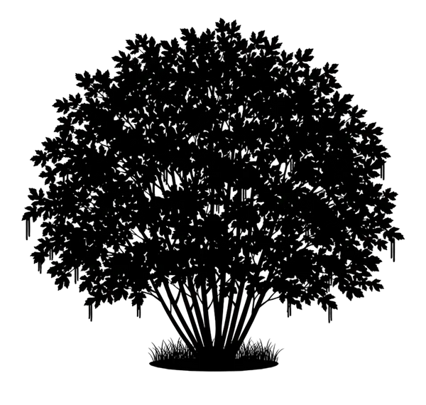 Silhouette noire d'un noisetier, corylus avellana, variété cosford illustrant la forme adulte de cette espèce