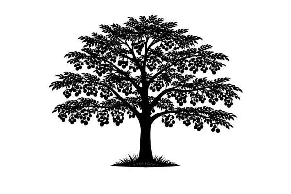 Silhouette noire d'un noyer du japon,  juglans ailantifolia, illustrant la forme adulte de cette espèce