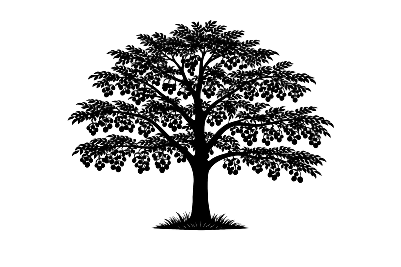 Silhouette noire d'un noyer du japon,  juglans ailantifolia, illustrant la forme adulte de cette espèce