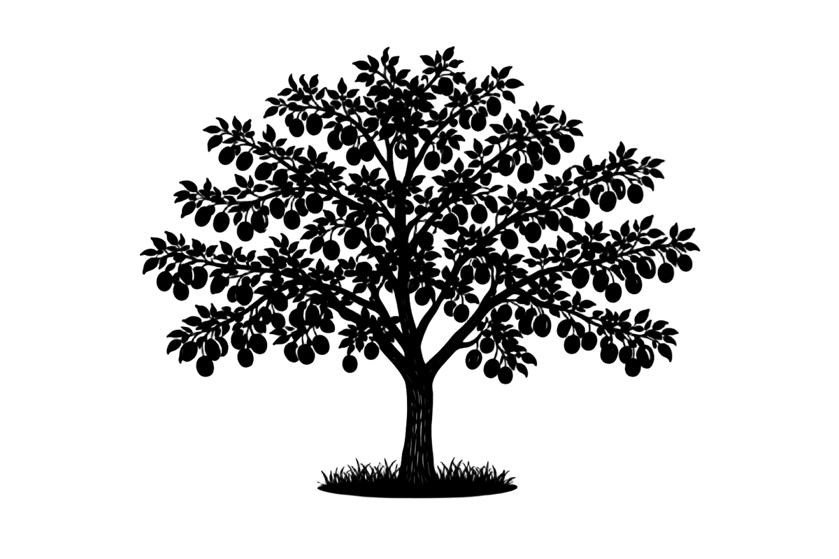 Silhouette noire d'un prunier, prunus domestica, variété thames cross illustrant la forme adulte de cette espèce