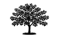 Silhouette noire d'un prunier, prunus domestica, variété thames cross illustrant la forme adulte de cette espèce