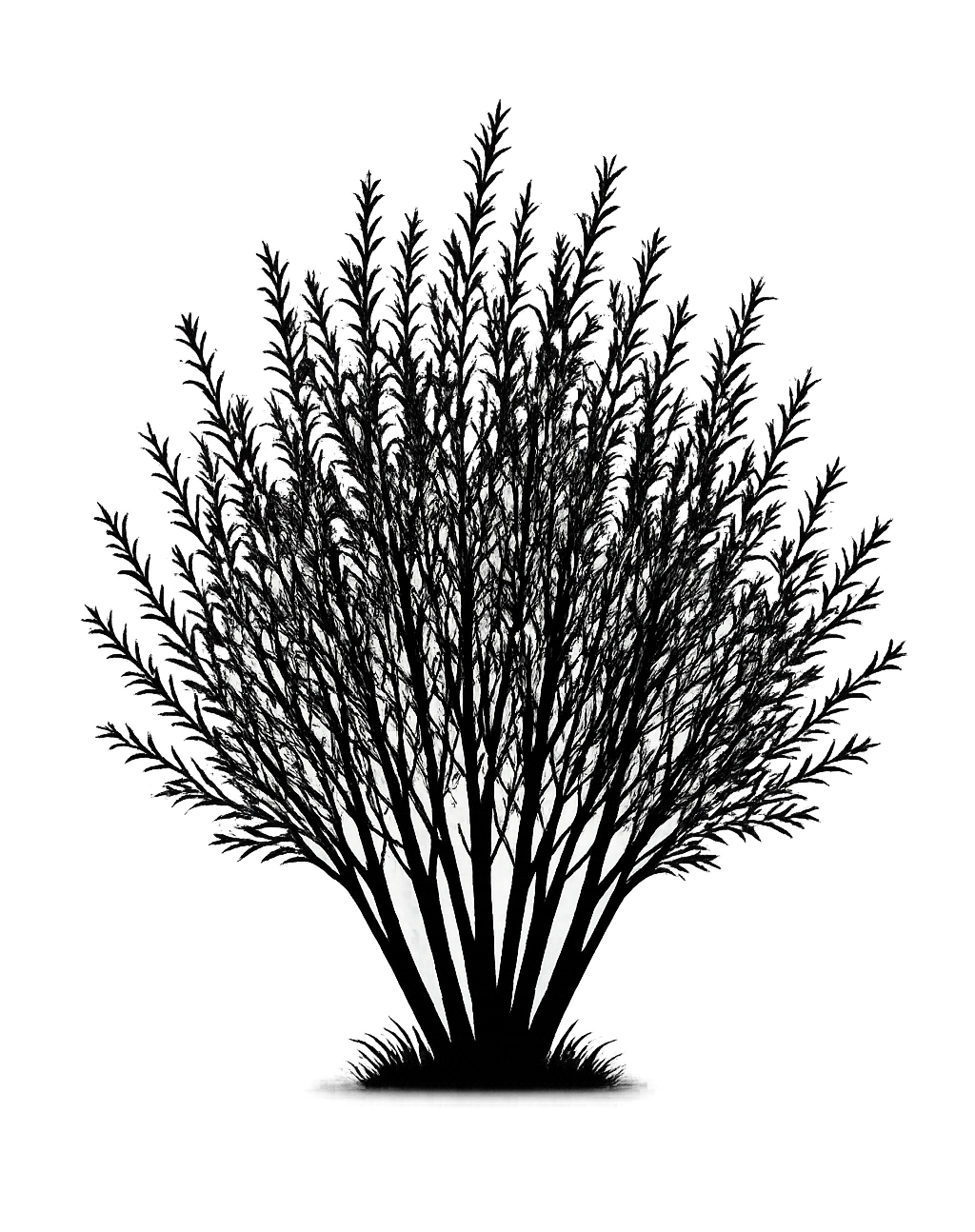 Silhouette noire d'un saule pourpre, salix purpurea, illustrant la forme adulte de cette espèce