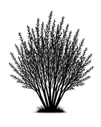 Silhouette noire d'un saule pourpre, salix purpurea, illustrant la forme adulte de cette espèce