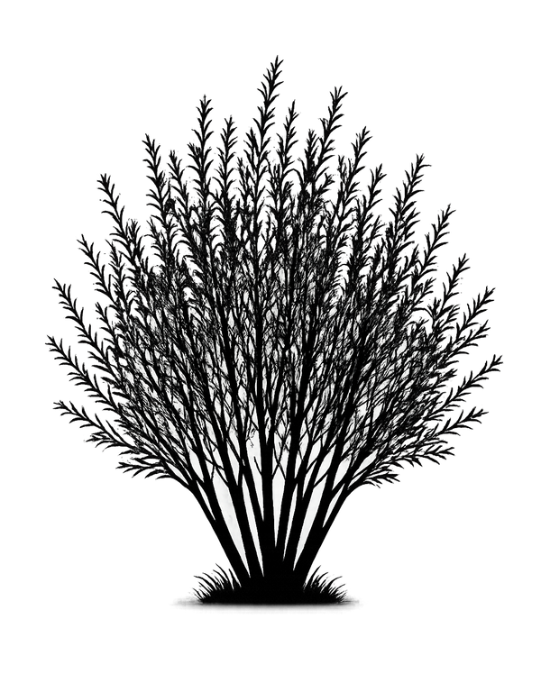 Silhouette noire d'un saule pourpre, salix purpurea, illustrant la forme adulte de cette espèce