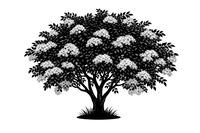 Silhouette noire d'un sureau noir, Sambucus nigra, illustrant la forme adulte de cette espèce