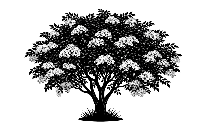 Silhouette noire d'un sureau noir, Sambucus nigra, illustrant la forme adulte de cette espèce