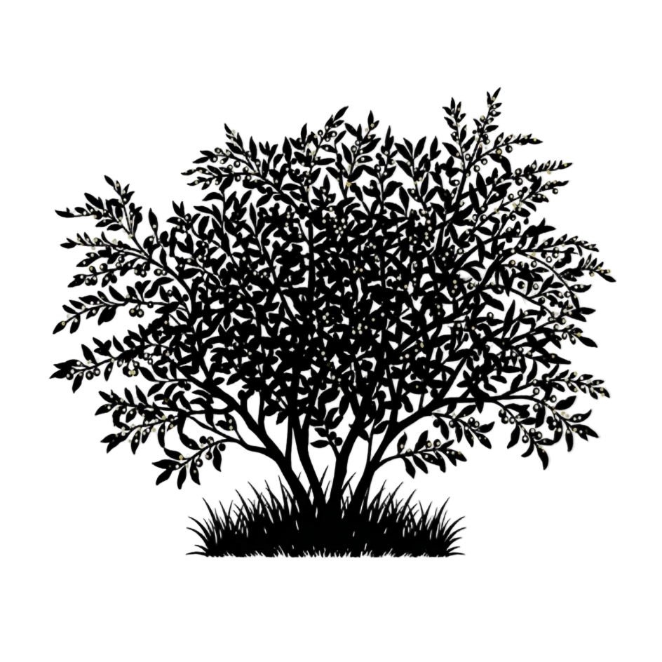 Silhouette noire d'un ELAEAGNUS UMBELLATA à fruits jaunes, illustrant la forme adulte de cette espèce