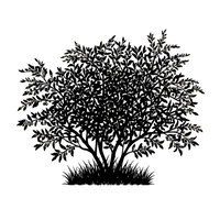 Silhouette noire d'un ELAEAGNUS UMBELLATA à fruits jaunes, illustrant la forme adulte de cette espèce
