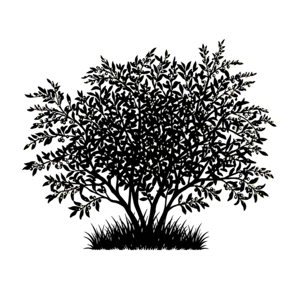 Silhouette noire d'un ELAEAGNUS UMBELLATA à fruits jaunes, illustrant la forme adulte de cette espèce