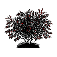 Silhouette noire d'un ELAEAGNUS UMBELLATA à fruits rouges, illustrant la forme adulte de cette espèce