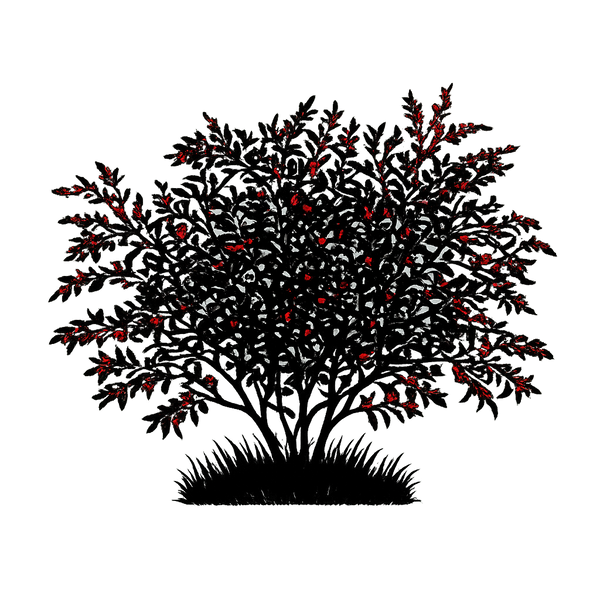 Silhouette noire d'un ELAEAGNUS UMBELLATA à fruits rouges, illustrant la forme adulte de cette espèce