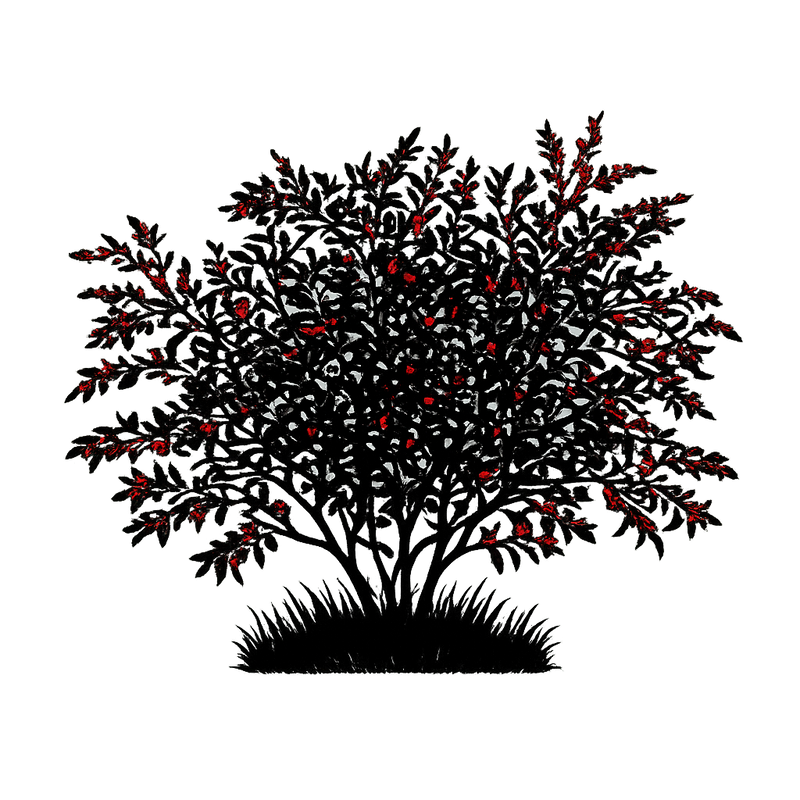 Silhouette noire d'un ELAEAGNUS UMBELLATA à fruits rouges, illustrant la forme adulte de cette espèce