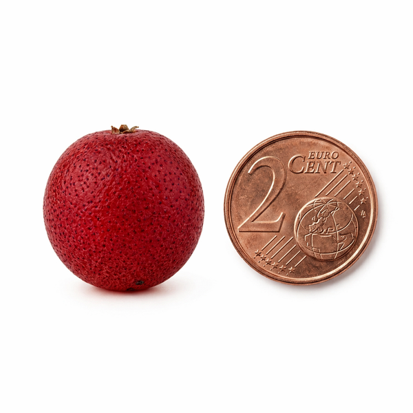 Petite baie rouge sphérique d'un ELEAGNUS UMBELLATA à peau granuleuse placée à côté d'une pièce de 2 centimes d'euro sur fond blanc pour illustrer ses dimensions.