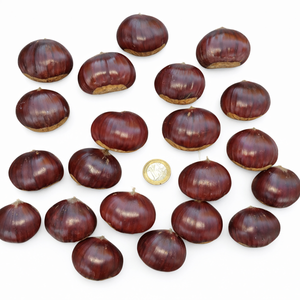 Récolte au verger penty fruits de châtaignes (Castanea sativa) à la robe brune luisante et brillante, disposées autour d'une pièce de 1 euro pour illustrer leur calibre important