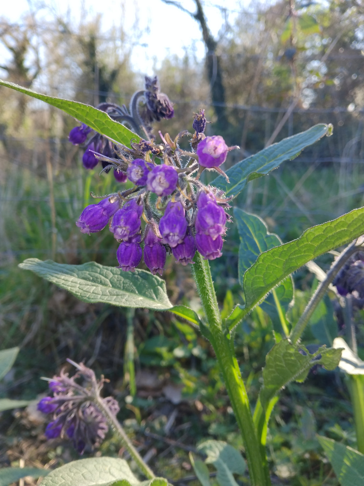 Gros plan sur les fleurs violettes en forme de clochettes d'un plant de consoude.