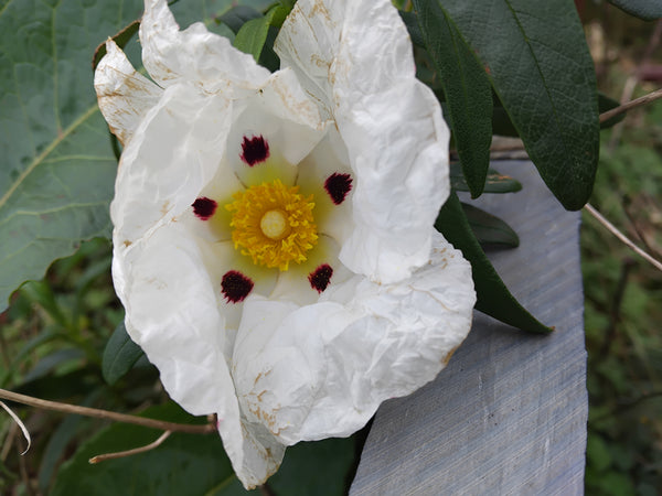 Gros plan d'une fleur de ciste blanche avec des taches pourpres au cœur jaune.
