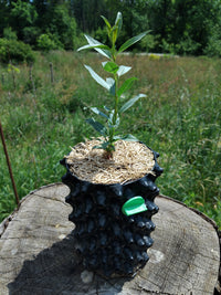 Jeune plant d'amandier, prunus dulcis, cultivé dans un pot anti-chignon avec paillage naturel, posé en extérieur dans une prairie.