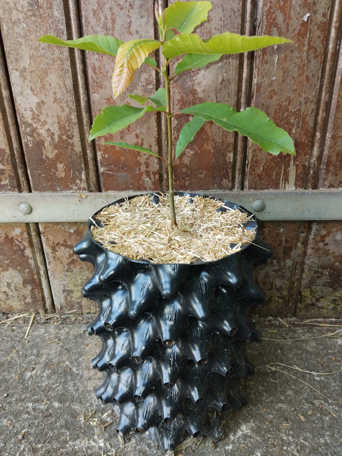 Jeune plant de châtaigner, castanea, cultivé en pot profond rainuré avec paillage naturel, destiné à la plantation en pépinière.