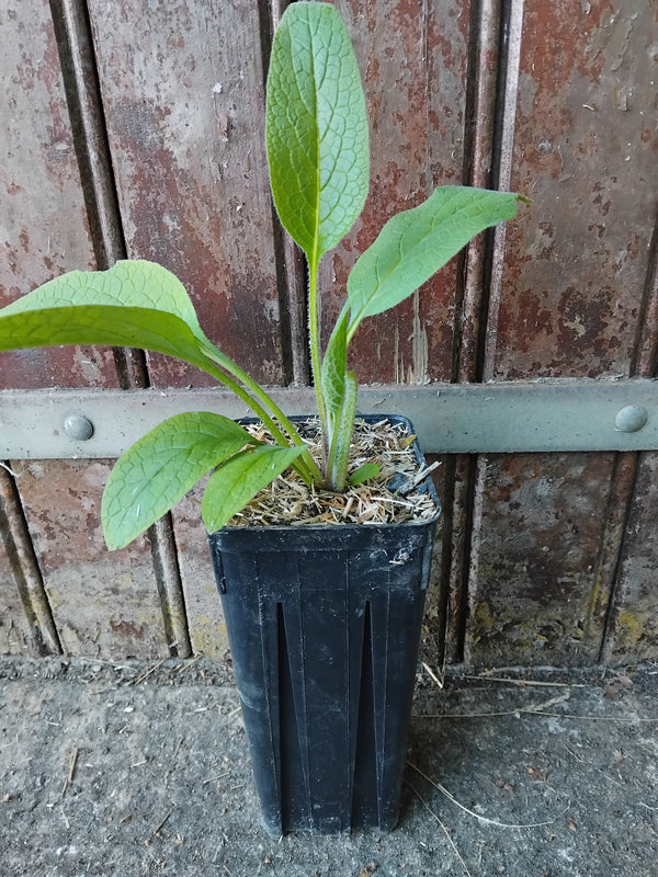 Jeune plant de consoude, Symphytum, cultivé en pot profond rainuré avec paillage naturel