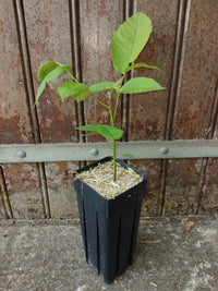 Jeune plant de noyer du japon, juglans ailantifolia, cultivé en pot profond rainuré avec paillage naturel.