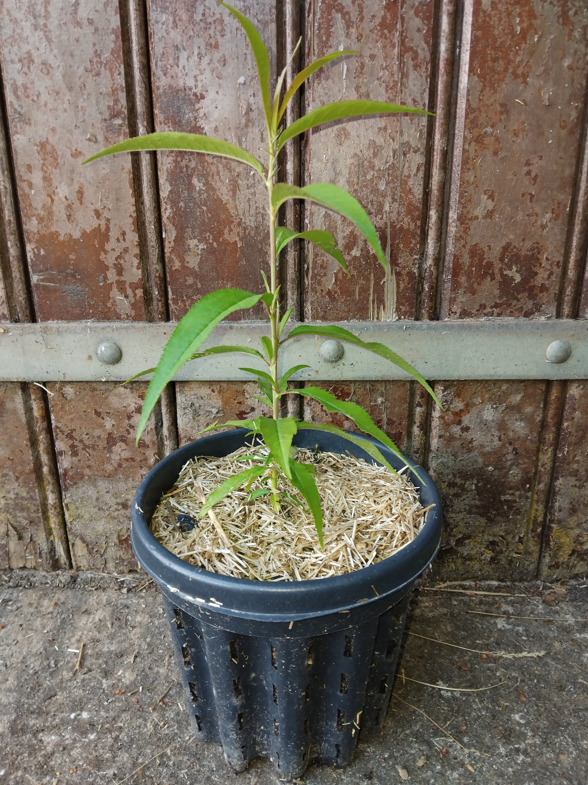 Jeune plant de pêcher, prunus persica, cultivé en pot anti-chignon rainuré avec paillage naturel.