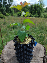 Jeune plant de prunier, prunus domestica, cultivé dans un pot anti-chignon avec paillage naturel, posé en extérieur dans une prairie.