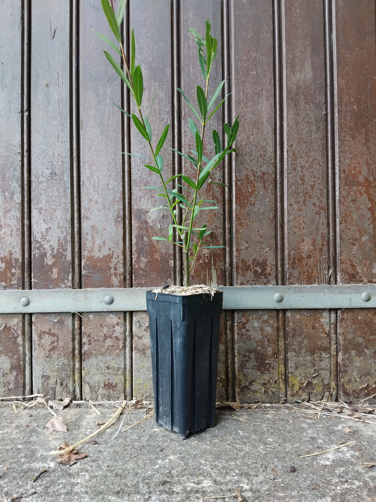 Jeune plant de saule pourpre, salix purpurea, cultivé en pot profond rainuré avec paillage naturel.
