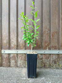 Jeune plant de sureau, Sambucus, cultivé en pot profond rainuré avec paillage naturel.