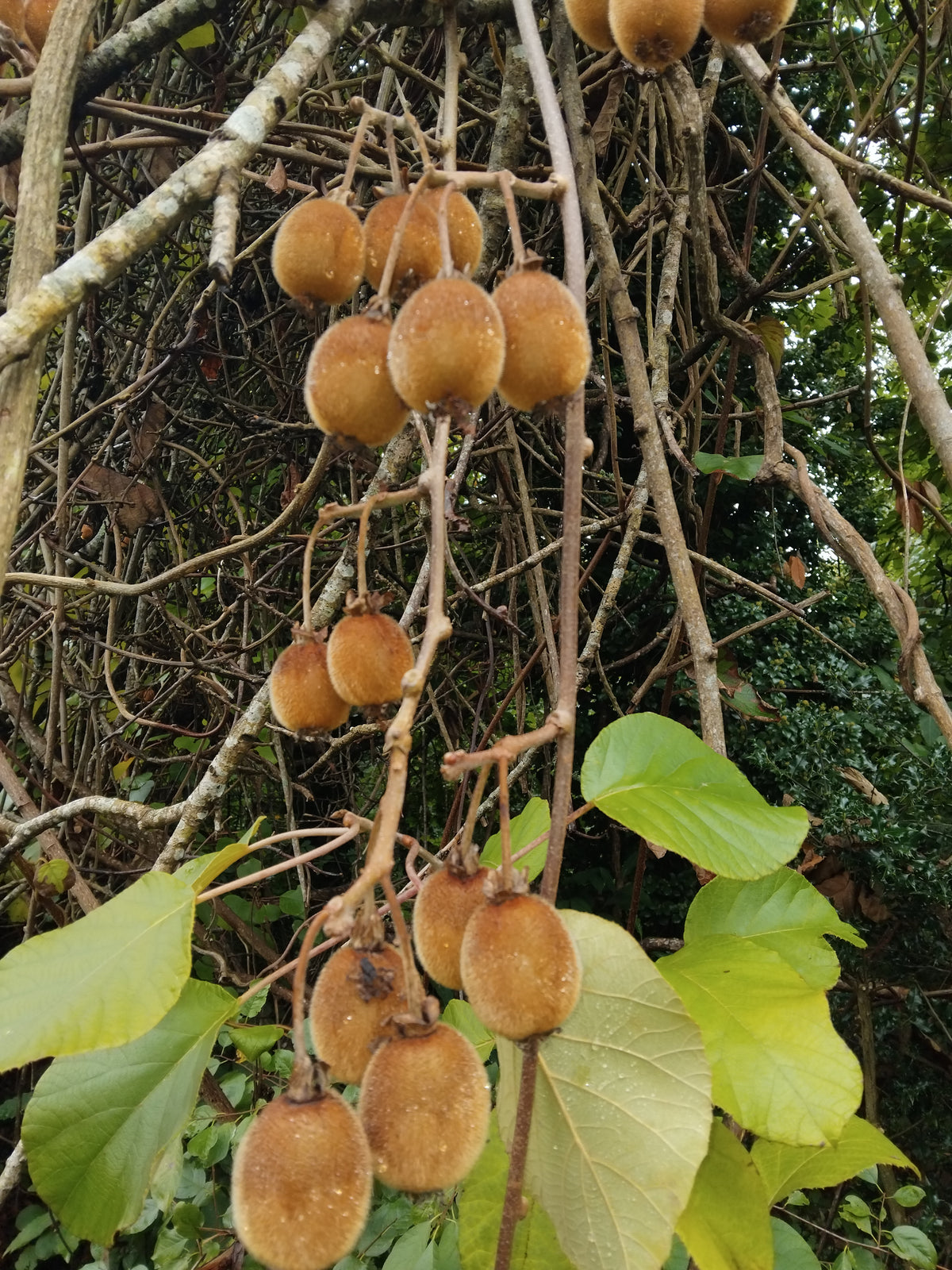 Rameau de kiwi (Actinidia) portant une grappe de nombreux fruits bruns et duveteux arrivant à maturité, entouré de feuilles vertes et de lianes vigoureuses