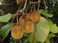 Gros plan sur un rameau de kiwi (Actinidia) chargé d'une grappe de quatre fruits ovales à la peau brune et duveteuse, avec quelques feuilles vertes en arrière-plan