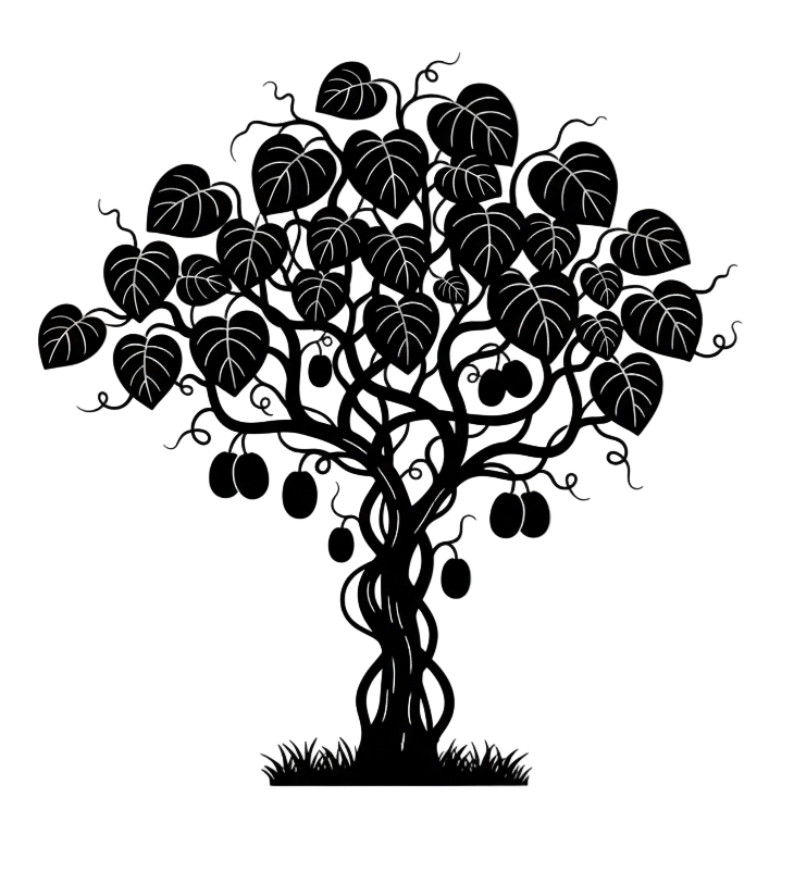 Silhouette noire d'un kiwi, actinidia deliciosa, illustrant la forme adulte de cette espèce