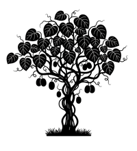 Silhouette noire d'un kiwi, actinidia deliciosa, illustrant la forme adulte de cette espèce