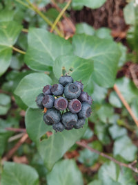 Gros plan sur une ombelle de baies globuleuses de couleur bleu-noir d'un Lierre d'Algérie (Hedera algeriensis), entourée de grandes feuilles persistantes vert foncé