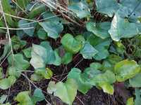 Tapis de feuilles persistantes de Lierre d'Algérie (Hedera algeriensis) utilisé comme couvre-sol persistant non grimpant aux pieds des arbres fruitiers
