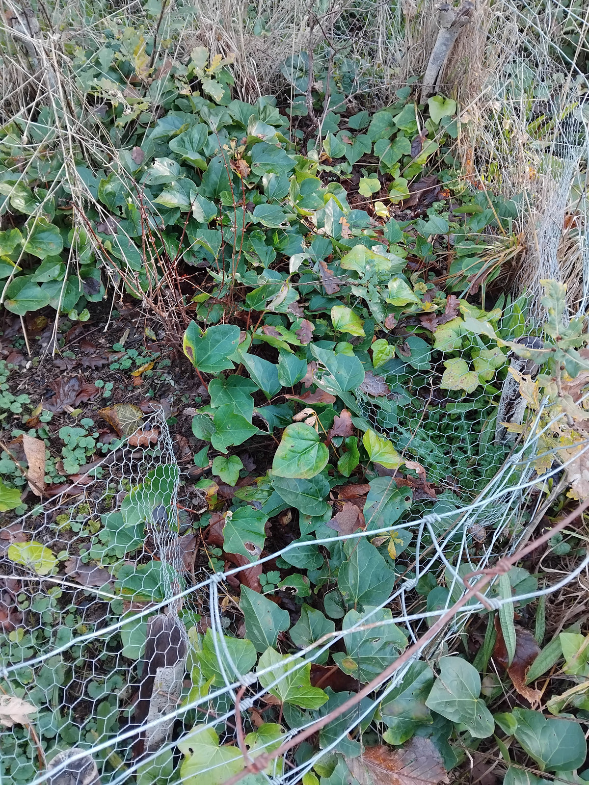 Tapis de feuilles persistantes de Lierre d'Algérie (Hedera algeriensis) utilisé comme couvre-sol persistant non grimpant aux pieds des arbres fruitiers